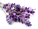 Shower & Bath Body Powder - Lavender (purple) - 13oz/12pk